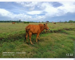 Terjadi Dugaan Tindak Pidana Pencurian Sapi di Desa Kalimo’ok Sumenep