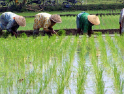 Musim Kemarau tapi Tetap Basah, BMKG Ingatkan Tantangan Baru bagi Petani