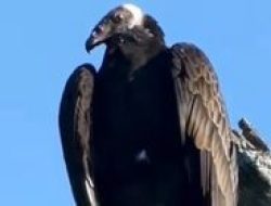 Fakta Menarik tentang Elang Vultur, Pembersih Alam yang Ditakuti