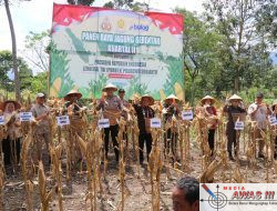 *Polres Lampung Barat Dukung Ketahanan Pangan Lewat Panen Jagung Serentak*