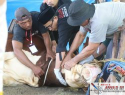 Serahkan Hewan Kurban Presiden Prabowo Subianto, Parosil Minta Ini Jadi Inspirasi Bagi Peternak Lampung Barat.
