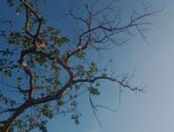 Sabtu Ini, Cuaca NTT Beragam: Cek Wilayah yang Berpotensi Hujan Petir