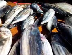 Cuaca Membaik, Harga Ikan di Pasar Binaiya Masohi Terjangkau