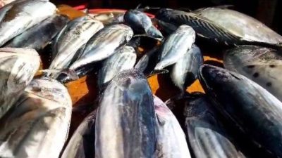 Cuaca Membaik, Harga Ikan di Pasar Binaiya Masohi Terjangkau