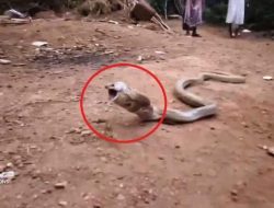 Makna Mimpi Melihat Ular Piton, Tafsir Berbeda-beda Terhadap Warna, Waspada!