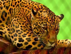 Kronologi Macan Tutul Masuk Hotel Bandung, Diduga Kabur dari Kebun Binatang