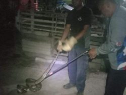 Damkar Lingga Selamatkan Piton Raksasa di Kandang Ayam Warga Dabo Singkep