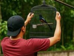 Pencuri Murai Batu di Lampung Tengah Ditangkap Tekab 308 di Toko Modern