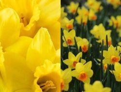 Bunga Maret dan Maknanya untuk Pasangan