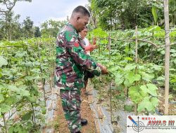Babinsa Desa Ponteh Kopka Dedy Krisna, Dukung Para Petani Budidayakan Tanaman Gambas