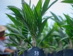 Berapa Kali Maksimal Pinjaman KUR BRI? Pedagang 2 Kali, Petani 4 Kali, Ini Aturan Baru 2025