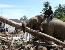 Gajah Bantu Bersihkan Banjir Aceh, Terlatih dari PLG Sare