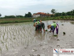 Babinsa Galis Dampingi Petani Tanam Padi
