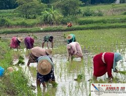 Sebagai Bentuk Kepedulian, Babinsa Koramil 0826-02 Tlanakan Bantu Warga Menanam Padi