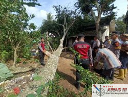 Respon Cepat Pohon Tumbang Timpa Perumahan SDN 02 Tanjung Iman, Polres Lampung Utara Lakukan Evakuasi
