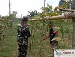 Babinsa Palengaan Berikan Arahan Serta Bantu Warga Rawat Tanaman Sayur