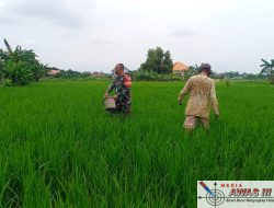 Babinsa Koramil 0826-01 Pamekasan Dampingi Program Ketahanan Pangan