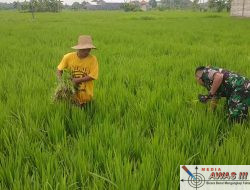 Babinsa Pademawu Bantu Petani Cabut Rumput Gulma