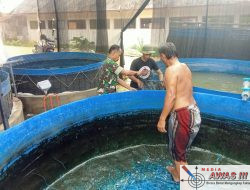 Babinsa Larangan Bantu Berikan Pakan Ternak Ikan Lele