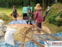 Babinsa Palengaan Dampingi Petani Panen Padi