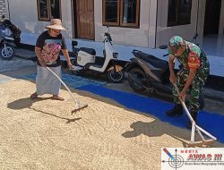 Bentuk Kepedulian TNI Kepada Petani, Babinsa Pamekasan Bantu Warga Jemur Padi