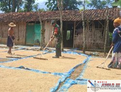 Babinsa Pakong Bantu Warga Menjemur Padi