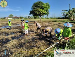 Wujud Nyata Dukung Ketahanan Pangan, Kanit Binmas Polsek Gapura Turun Tanam Jagung