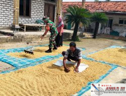 Babinsa Pademawu Bantu Warga Proses Penjemuran Padi