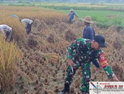 Babinsa Larangan Bantu Petani Panen Padi