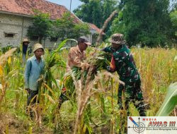 Babinsa Tlanakan Bantu Warga Proses Panen jagung