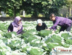 Hadiri Panen Kubis di Area RPH, Walikota Kediri Tekankan Pentingnya Pemanfaatan Lahan