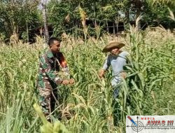 Babinsa dan Petani Bahu Membahu, Ketahanan Pangan Desa Kian Kuat