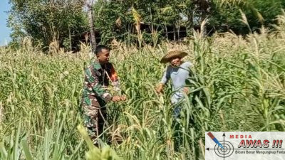 Babinsa dan Petani Bahu Membahu, Ketahanan Pangan Desa Kian Kuat