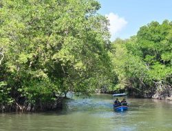 Hutan Mangrove Indonesia Berkurang Ratusan Ribu Hektar dalam 4 Dekade
