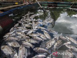 Ikan Tawar di Handilnegara Tala Mati Akibat Kemarau, Bau Tak Sedap Ganggu Warga
