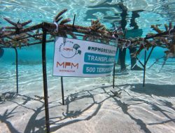 MPMX lakukan transplantasi terumbu karang di Labuan Bajo