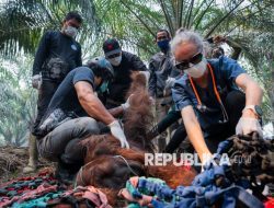Ketika api membakar rumah satwa Kalimantan