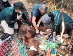 Diduga terpapar asap karhutla, orangutan jantan Sempurna mati di perkebunan sawit