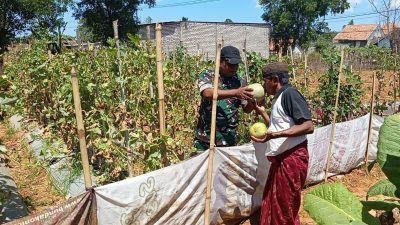 Panen Melon di Proppo, Babinsa Turun Tangan Bantu Petani