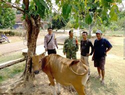 Warga Temukan Seekor Sapi Betina di Kebun Sawit Bandar Putih, Polisi Imbau Pemilik Segera Melapor